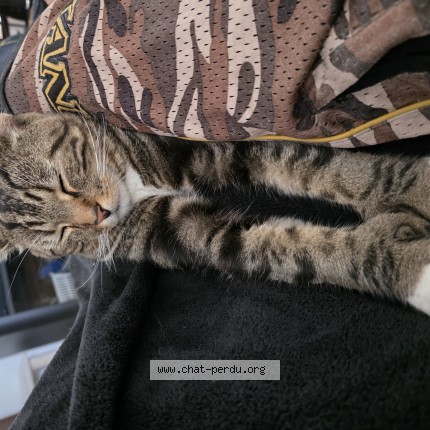 Photo 1/1 leo Cat lost in St Lazare