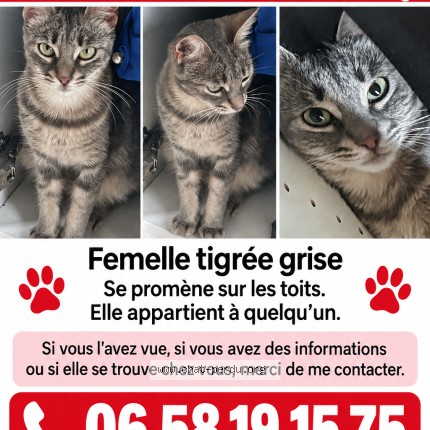Photo of a cat found in Marseille Bouche Du Rhone