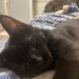 nala