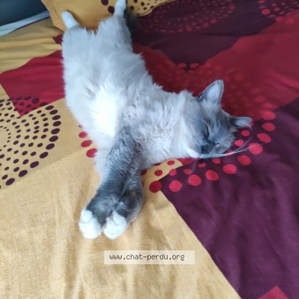 Photo of a cat found in Plescop