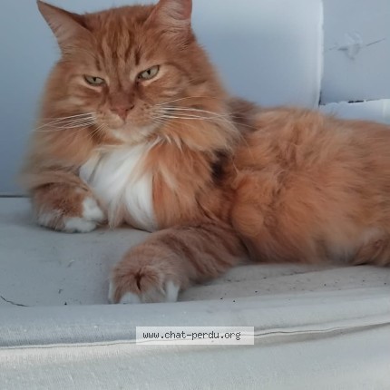 Foto 1/1 Tong Kat vermist in Marchin