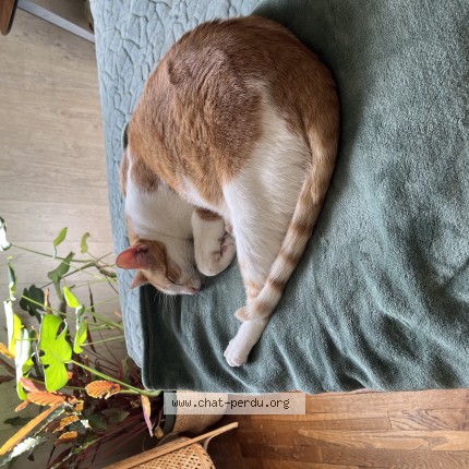Photo of a cat found in Montfort Sur Meu