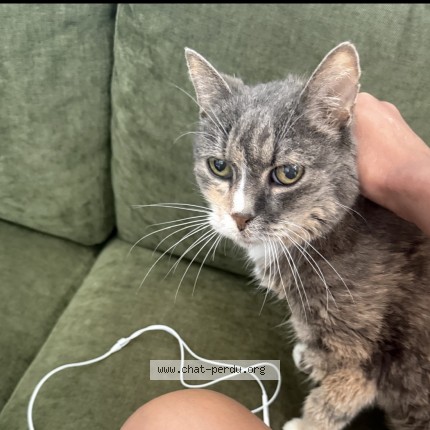 Photo of a cat found in Loos
