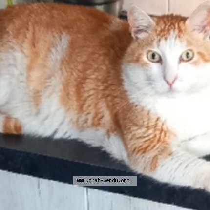 Photo of a cat found in Pia