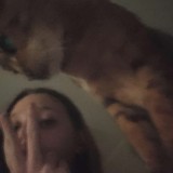 bengal