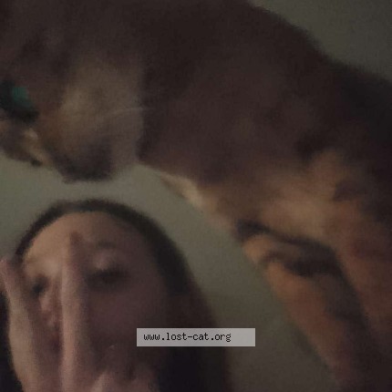 Photo 1/1 bengal Cat lost in Adelaide