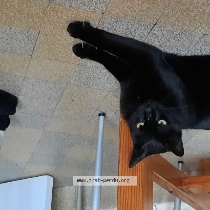 Photo of a cat found in Orleans
