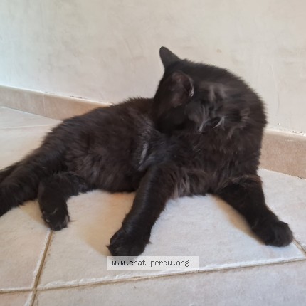Photo of a cat found in Nimes