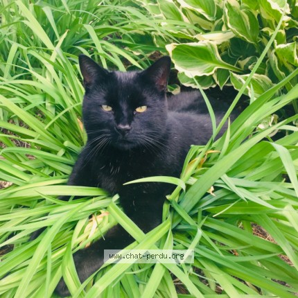 Photo 1/1 Robin Cat lost in Terrebonne