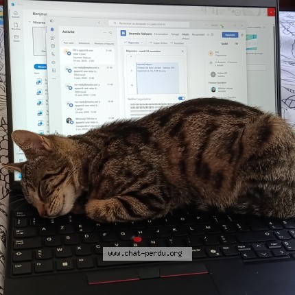 Foto 1/2 Mystic Kat vermist in Neupre