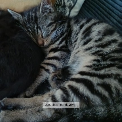 Foto 2/2 Mystic Kat vermist in Neupre