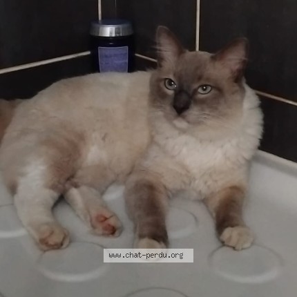 Photo of a cat found in Plescop