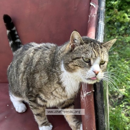 Photo of a cat found in Tourcoing