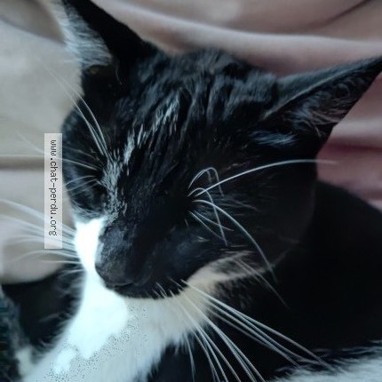 Photo of a cat found in Riom