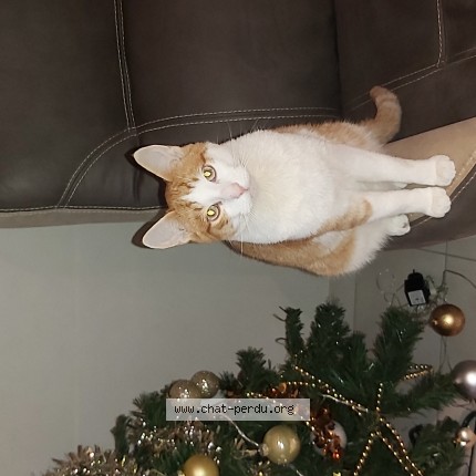 Photo of a cat found in Trignac