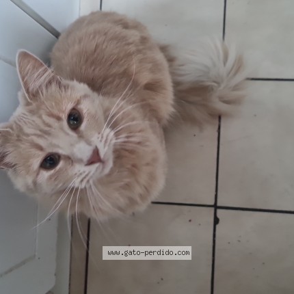 Photo of a cat found in Santiago