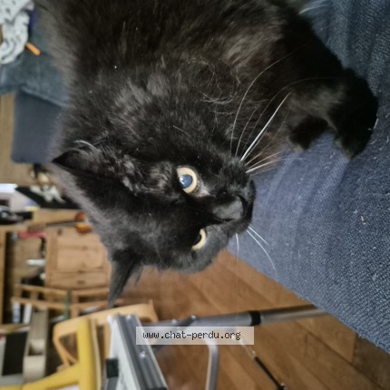 Photo 1/1 bouffie Cat lost in Saint Jean Sur Richelieu
