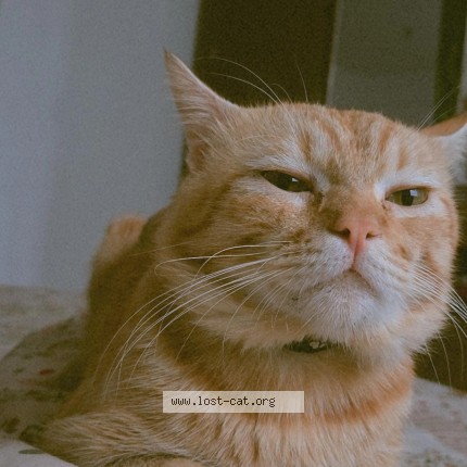 Photo 1/1 Reunited cat Lost in Hyderabad