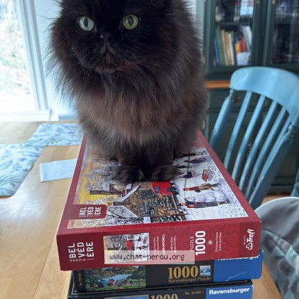 Photo 1/1 Merlin Cat lost in Saint Jerome