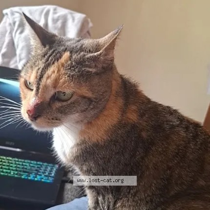 Picture of cat lost at Nairobi