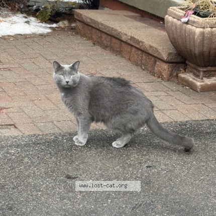 Photo 1/1 heeyo Cat lost in Unionville