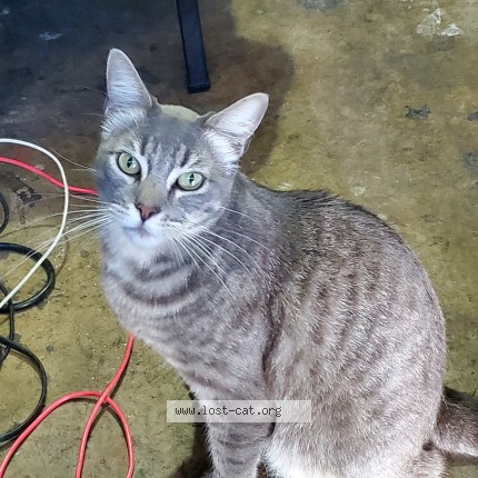 Photo 1/1 Spaz Cat lost in Huntington Beach