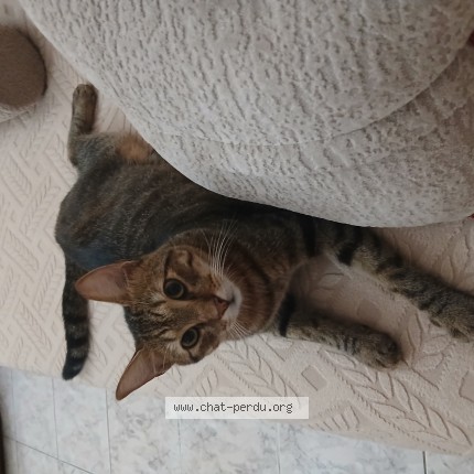 Photo of a cat found in Alger