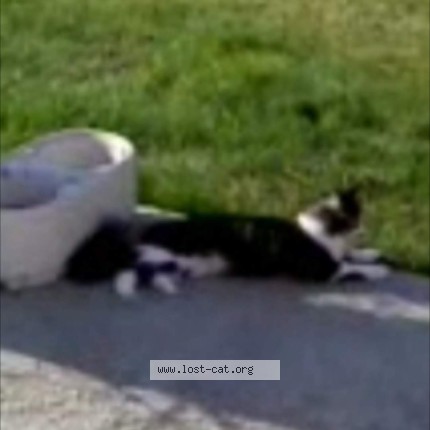 Photo 1/1 chico Cat lost in Edmonton