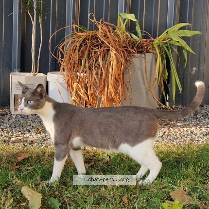 Photo of a cat found in Allaire