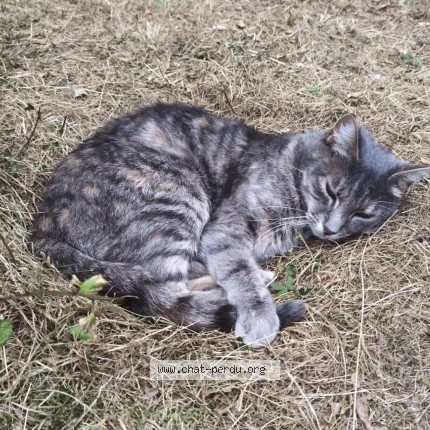 Photo of a cat found in Reau