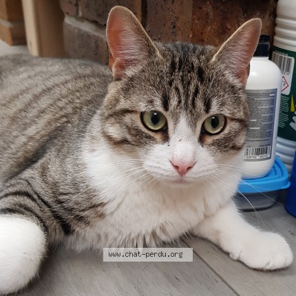 Photo of a cat found in Tourcoing