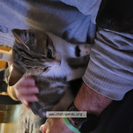 Photo of a cat found in La Verrie