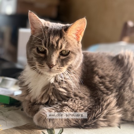 Photo of a cat found in Bron