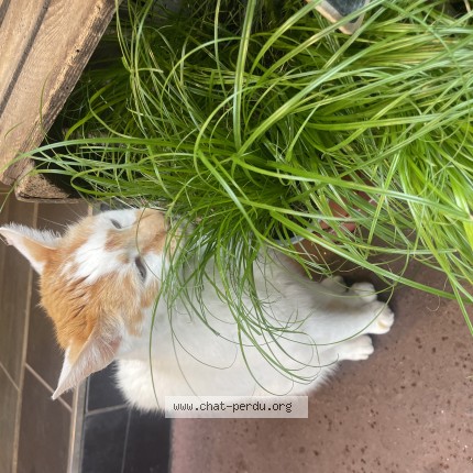 Photo of a cat found in Rouen