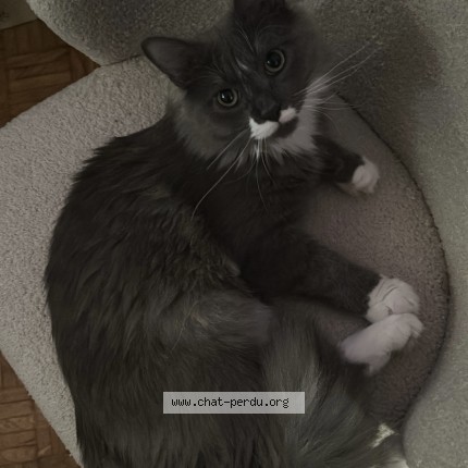 Photo of a cat found in Saint Cloud
