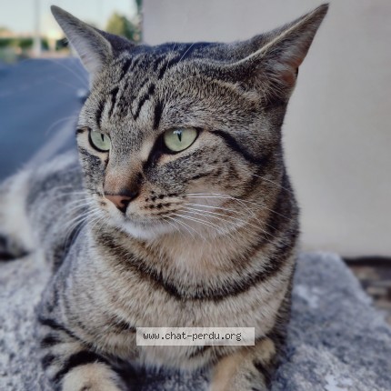Photo of a cat found in Clermont Ferrand