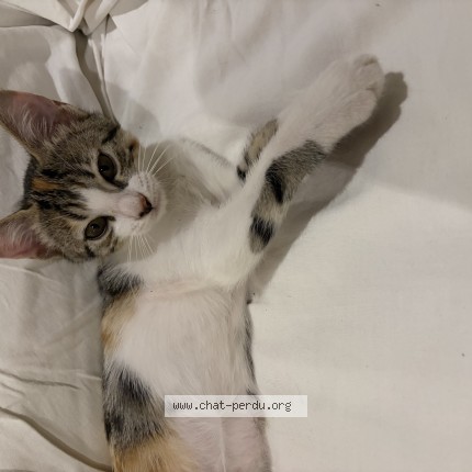 Photo of a cat found in Vence
