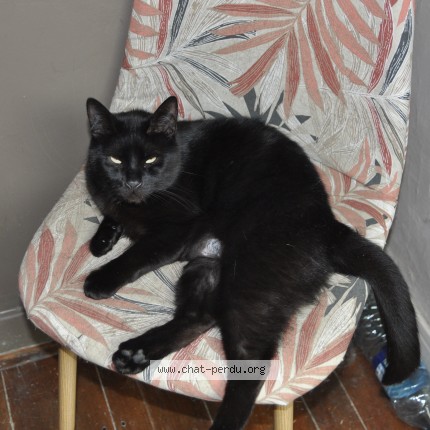 Photo of a cat found in Courrieres