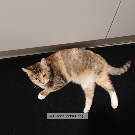 Foto 1/1 Azuline Kat vermist in Boussu