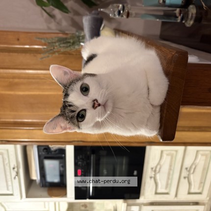 Photo of a cat found in Domont