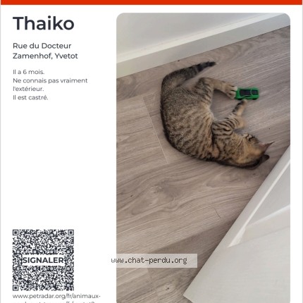 Photo of a cat found in Yvetot