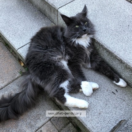 Photo of a cat found in Castelnau De Medoc