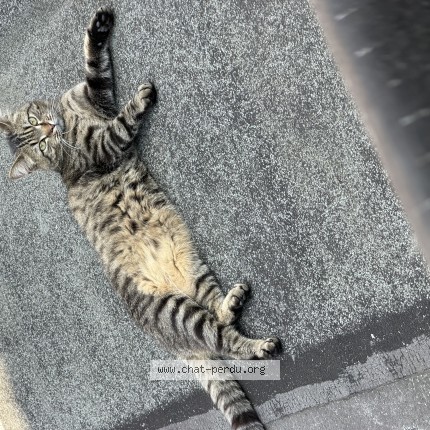 Foto 1/1 simba Kat vermist in Bruxelles