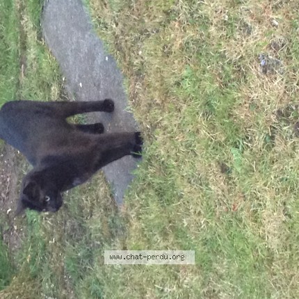 Foto 1/1 Bonnie Kat vermist in Fleurus
