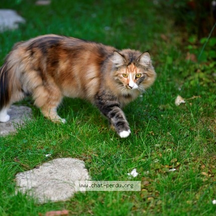Photo of a cat found in Ormesson Sur Marne