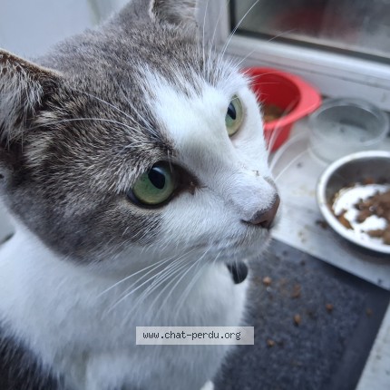 Photo of a cat found in Douai