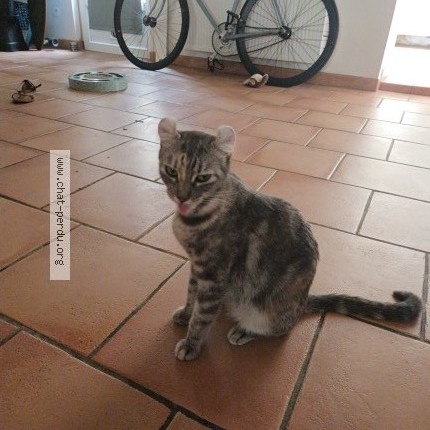 Photo of a cat found in Talence