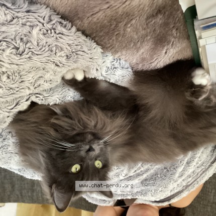 Foto einer wiedergefundenen Katze in Saint Renan