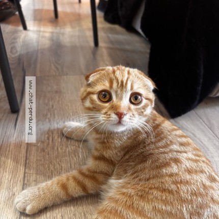 Photo of a cat found in Saint Jean Sur Erve