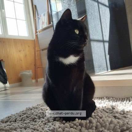 Photo of a cat found in Villeurbanne